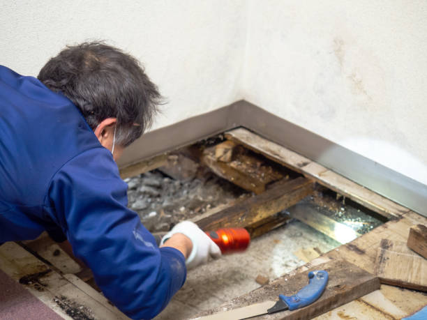 Best Mold Testing  in Oquawka, IL