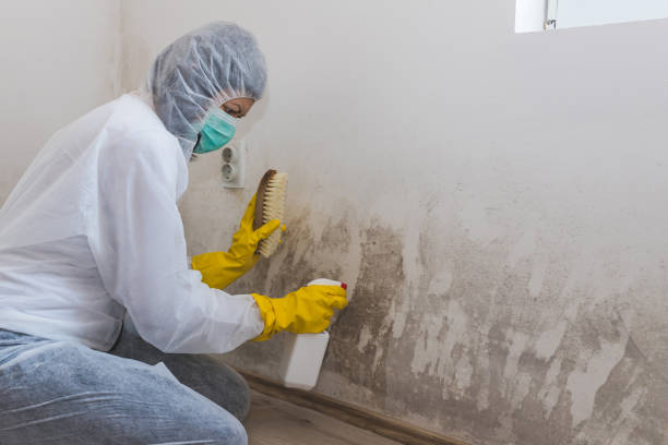 Best Black Mold Removal  in Oquawka, IL