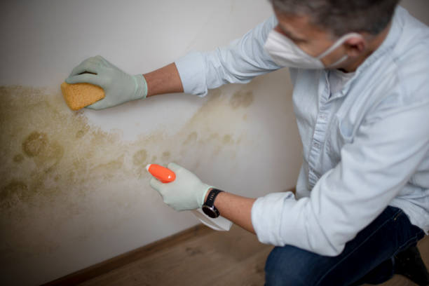 Best Best Mold Removal Companies  in Oquawka, IL