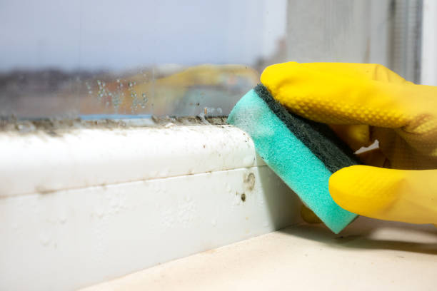 Best Mold Removal Near Me  in Oquawka, IL
