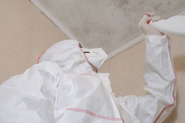 Best Attic Mold Removal  in Oquawka, IL