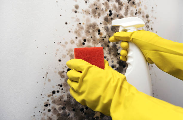 Best Mold Removal Near Me  in Oquawka, IL