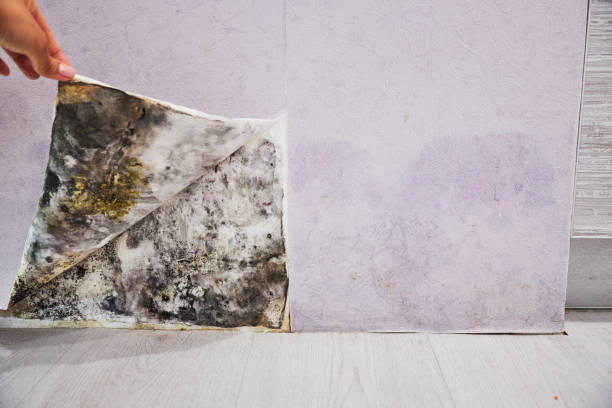 Best Emergency Mold Removal  in Oquawka, IL